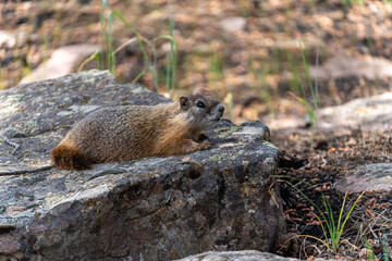US national park Colorado Rocky Mountai Gran Teton Yellowstone