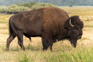 US national park Colorado Rocky Mountai Gran Teton Yellowstone