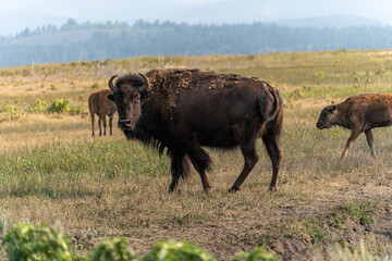 US national park Colorado Rocky Mountai Gran Teton Yellowstone