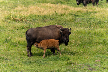 US national park Colorado Rocky Mountai Gran Teton Yellowstone