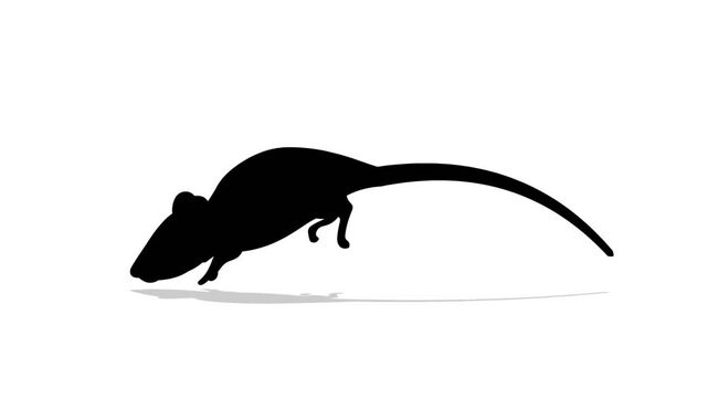 Mouse running animation