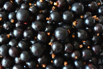 a close up of a bunch of black currant with water drops