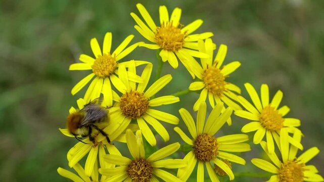 close-up of Bombus pascuorum (common carder bee) feeding on Common ragwort (Senecio jacobaea) in windy conditions, Wilts UK