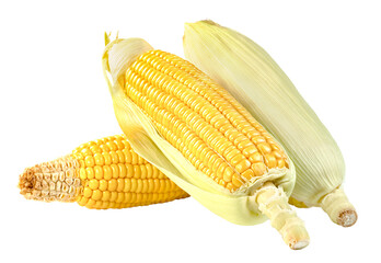 raw corn isolated