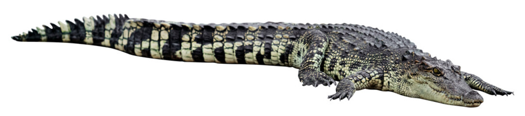Closeup crocodile isolated