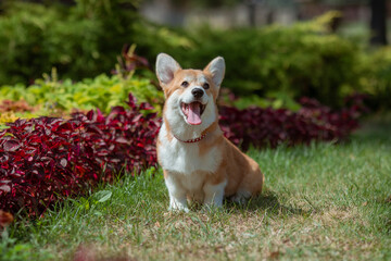 A puppy is a Welsh Corgi dog on a summer walk