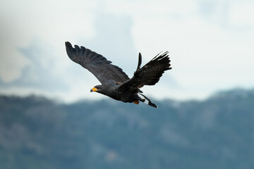 Flying Common Black Hawk - Buteogallus anthracinus a big dark bird of prey in the family Accipitridae.