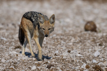 Black-backed Jackal (Canis mesomelas) approaching a waterhole in Etosha National Park, Namibia