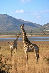 giraffe walking in the savannah
