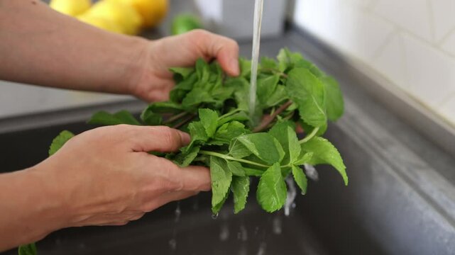 Woman's hands washes fresh green mint leaves for breakfast, lunch, and dinner in the kitchen