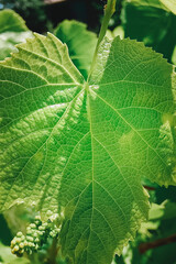 Texture of grape leaf. Close-up, selective focus.