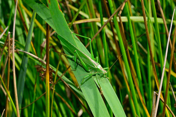 Grünes Heupferd // Great green bush-cricket (Tettigonia viridissima)