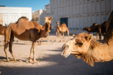 Herd of camels near Souq Waqif in historic district of Doha in Qatar..
