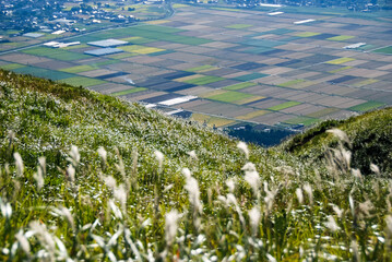 初秋の阿蘇の平野、田んぼ、ススキのある風景