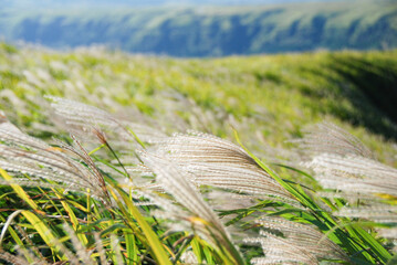ススキ野原の秋らしいイメージ写真