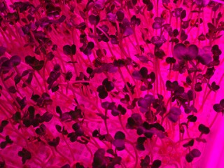 Young plants growing under vibrant purple grow lights, showcasing the effects of artificial lighting on indoor gardening and hydroponic farming.


