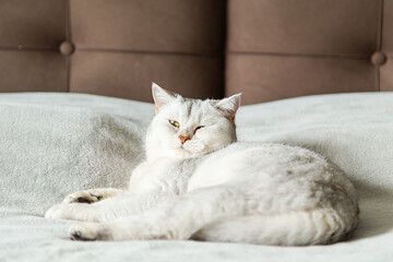 Sad british shorthair silver cat lies on gray blanket.