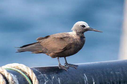 Lesser or Sooty noddy (Anous tenuirostris) close up out at sea.