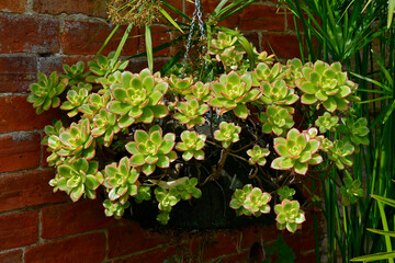 A garden hanging basket containing a display of succulents