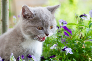 Miauendes Britisch Kurzhaar K&auml;tzchen im Garten