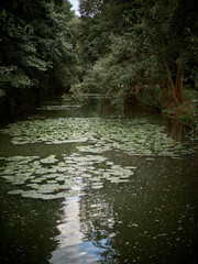 Summer forest landscape. River with water lilies and trees leaning over it