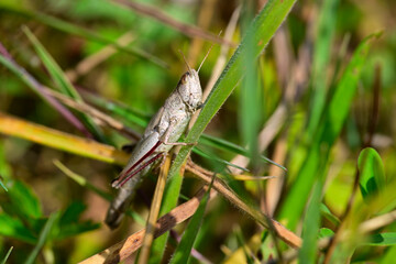 Große Goldschrecke // Large gold grasshopper (Chrysochraon dispar) 