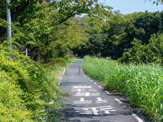 Obraz premium 新緑に覆われた石川リバーサイドサイクルライン