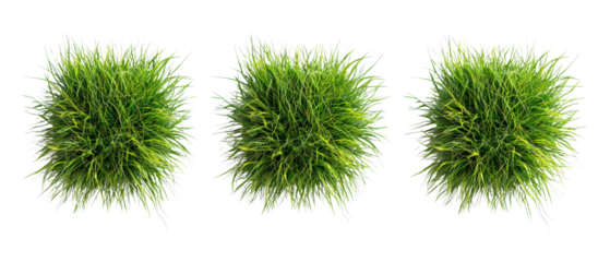 Top view of trio of green grass clumps isolate on transparent backgrounds, cutout, png
