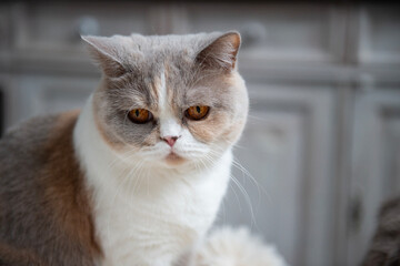 Porträt einer Britisch Kurzhaar Katze in ihrem Zuhause