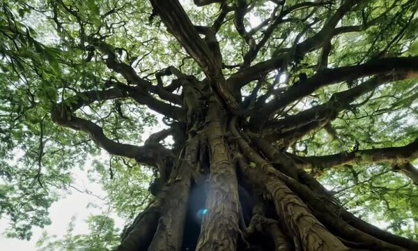 3d view of banyan tree