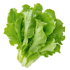 Fresh green lettuce with crisp leaves, ideal for salads and healthy dishes isolate on transparent background, cutout, png