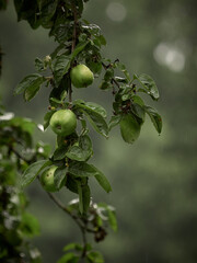 green apples on apple tree branches in the rain