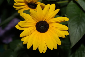 ブラックアイドスーザン（Rudbeckia hirta）は、北アメリカ原産の明るく陽気な花です。目を引く外観が特徴で、鮮やかな黄色またはオレンジの花びらが、暗い中心部分を囲んでいます。