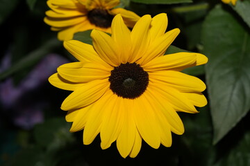 カンガルーポー・レッド (Kangaroo Paw Red) は、オーストラリア原産のアヤメ科アニゴザントス属に属する多年草で、「カンガルーポー」の愛称で親しまれる植物です。そのユニークで鮮やかな赤い花が特徴で、特に庭園や鉢植えのアクセントとして人気があります。