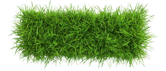 Top view, green grass patch with dense texture isolate on transparent background, cutout, png