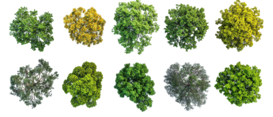 Top view, Set of diverse tree tops showcasing vibrant colors and various shades isolate on transparent background, png, cutout