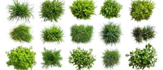 Top view, Set of various vibrant green plants isolate on transparent background, png, cutout