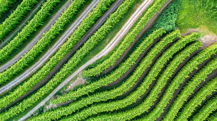 Aerial shot of a vineyard with neatly arranged rows of grapevines and earthy paths