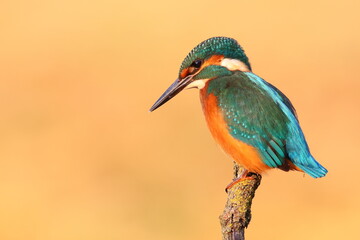 Common kingfisher