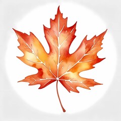 Fototapeta premium Watercolor Maple leaf, outline, clipart design, isolated on white background