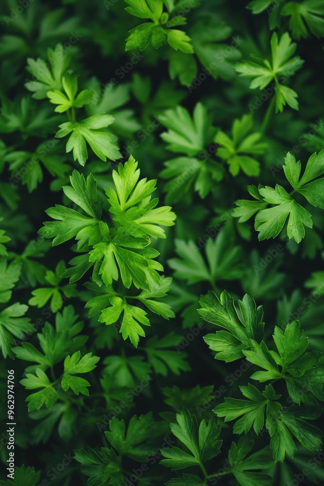 Poster Close-up of fresh parsley leaves arranged in circular pattern on dark green background. Leaves intricate details, overlapping patterns create visually appealing composition. For food, eco, tech use.