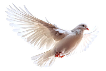 Obraz premium White dove in flight, wings spread wide isolate on transparent background, png, cutout