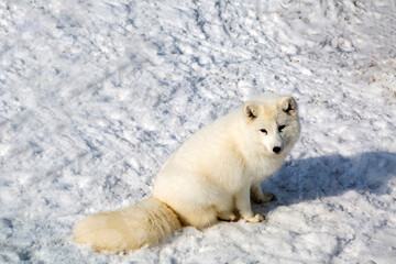 An Arctic Fox is sitting on snow covered ground at Seoul Grand Park near Gwacheon-si, South Korea