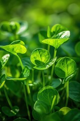 Close-up of green leaves arranged in a circular pattern. Fresh sorrel plant in natural setting with soft light. Curled leaves add dynamism to scene. Blurred background suggests forest or garden.