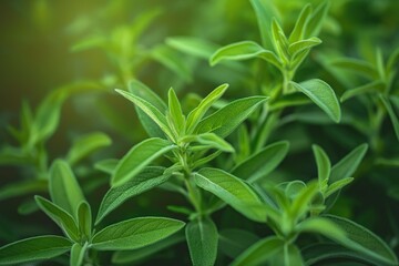 Fototapeta premium Close-up of fresh green summer savory plant in garden with curled leaves. Vibrant mint-like foliage against blurred outdoor setting. Perfect for eco, wellness, and foodie themes.