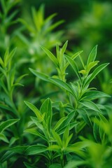 Fototapeta premium Fresh green Tarragon plant with rich leaves close up. Garden herb with natural colors. Close-up view of plants in blurred background. Green leafy foliage with brown and yellow undertones.