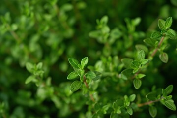 Obraz premium Close-up of fresh green thyme plant with dense overlapping leaves. Natural setting with blurred green background. Perfect for eco and wellness themes, herb gardens, and botanical illustrations.