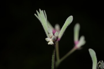 Kangaroo Paw refers to plants in the genus Anigozanthos, which are native to Australia, particularly Western Australia. 