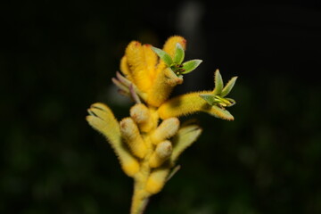 Kangaroo Paw Yellow (Anigozanthos species) is a striking variation of the Kangaroo Paw plant, known for its bright yellow, fuzzy, tubular flowers that resemble the shape of a kangaroo’s paw. 