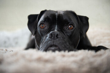 Porträt eines schwarzen Boxer Mischling